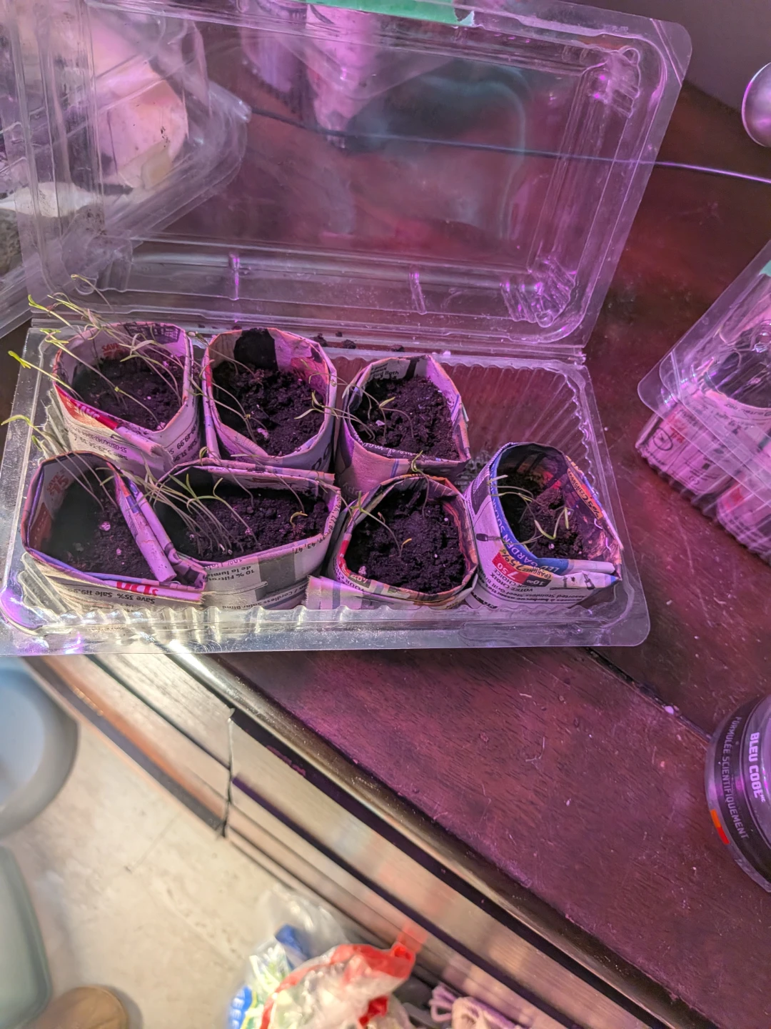 Carrot seedling free. Pick up.or drop off. North end area