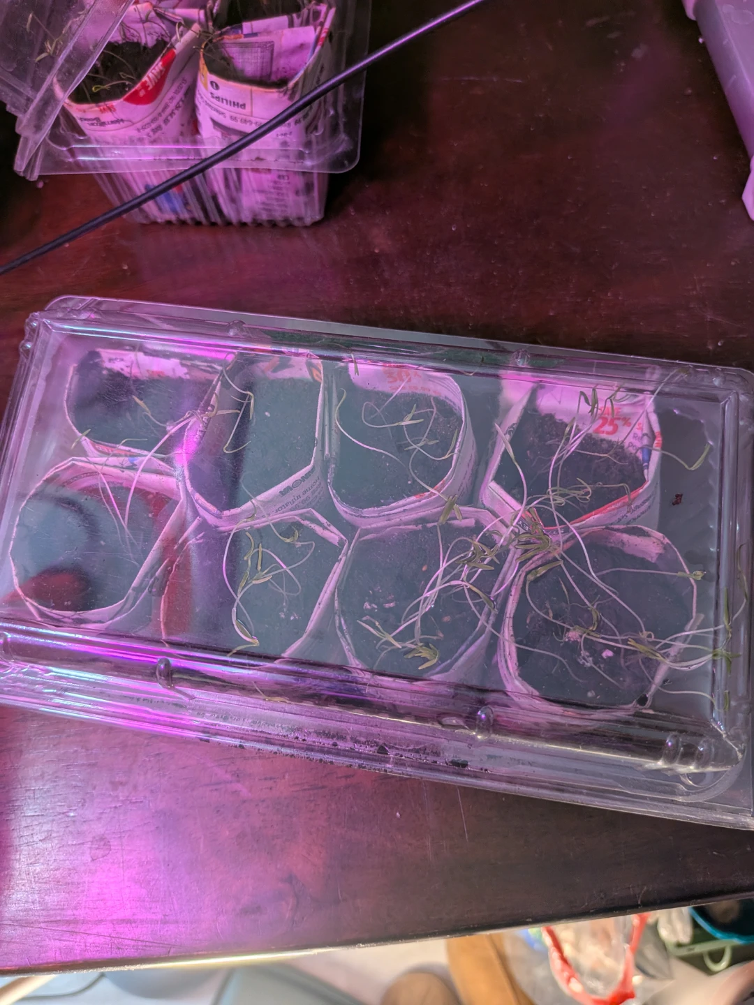 Carrot seedling free. Pick up.or drop off. North end area - photo 2