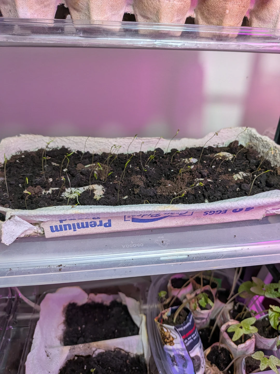 Carrot seedling free. Pick up.or drop off. North end area - photo 3