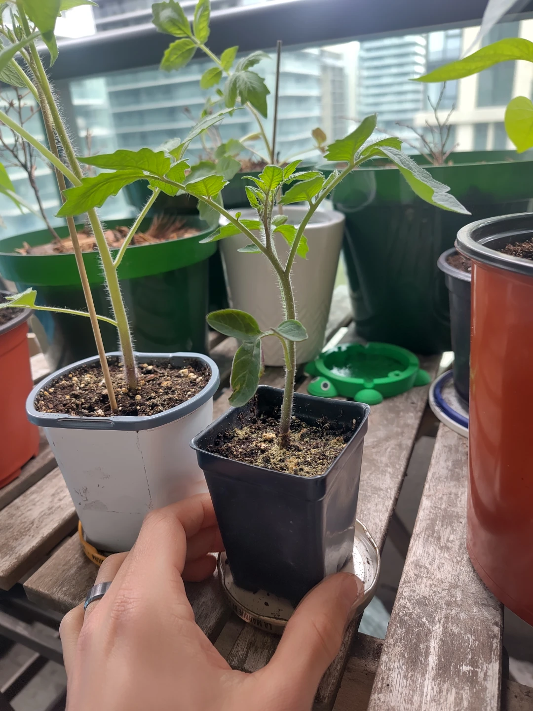 Tomato Plant Seedling - Indigo Rose