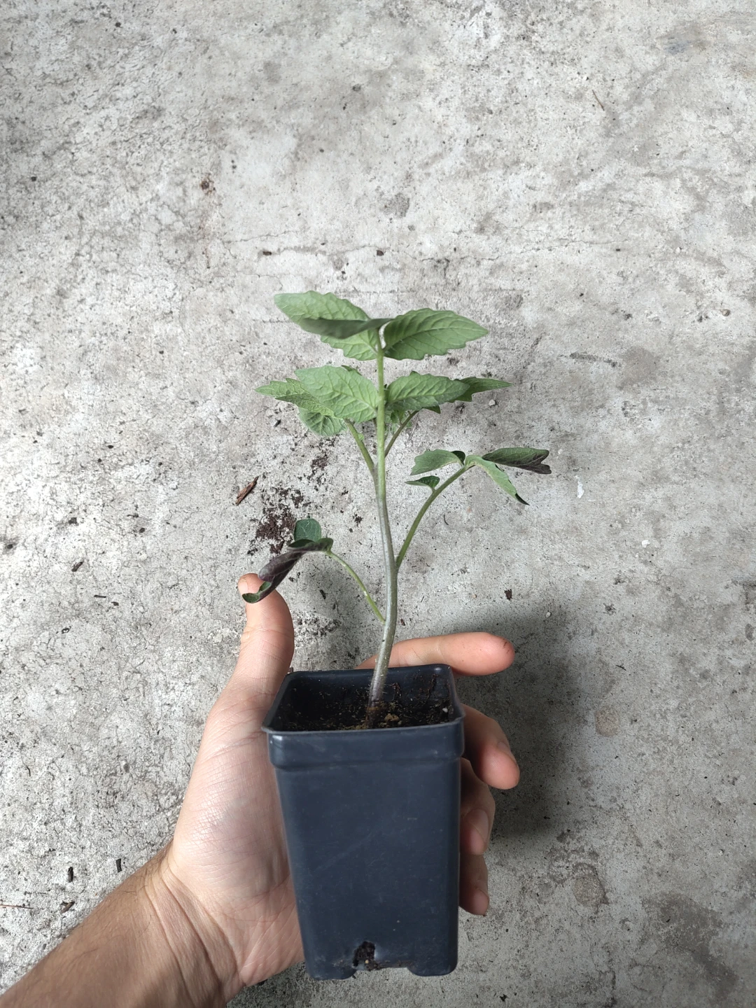 Tomato Plant Seedling - Indigo Rose - photo 2
