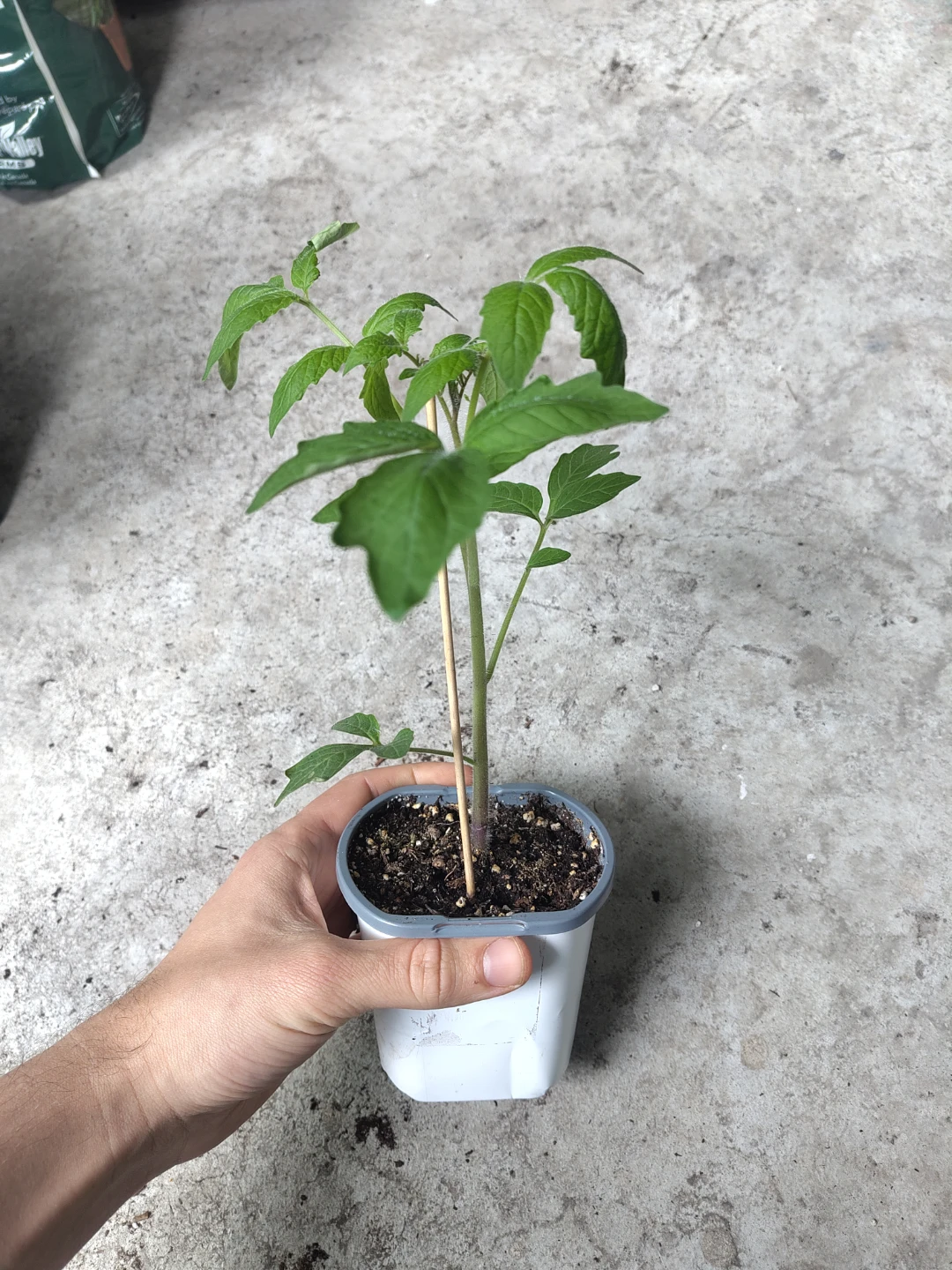 Tomato Plant Seedling - Indigo Rose - photo 3
