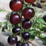 Tomato Plant Seedling - Indigo Rose - photo 4
