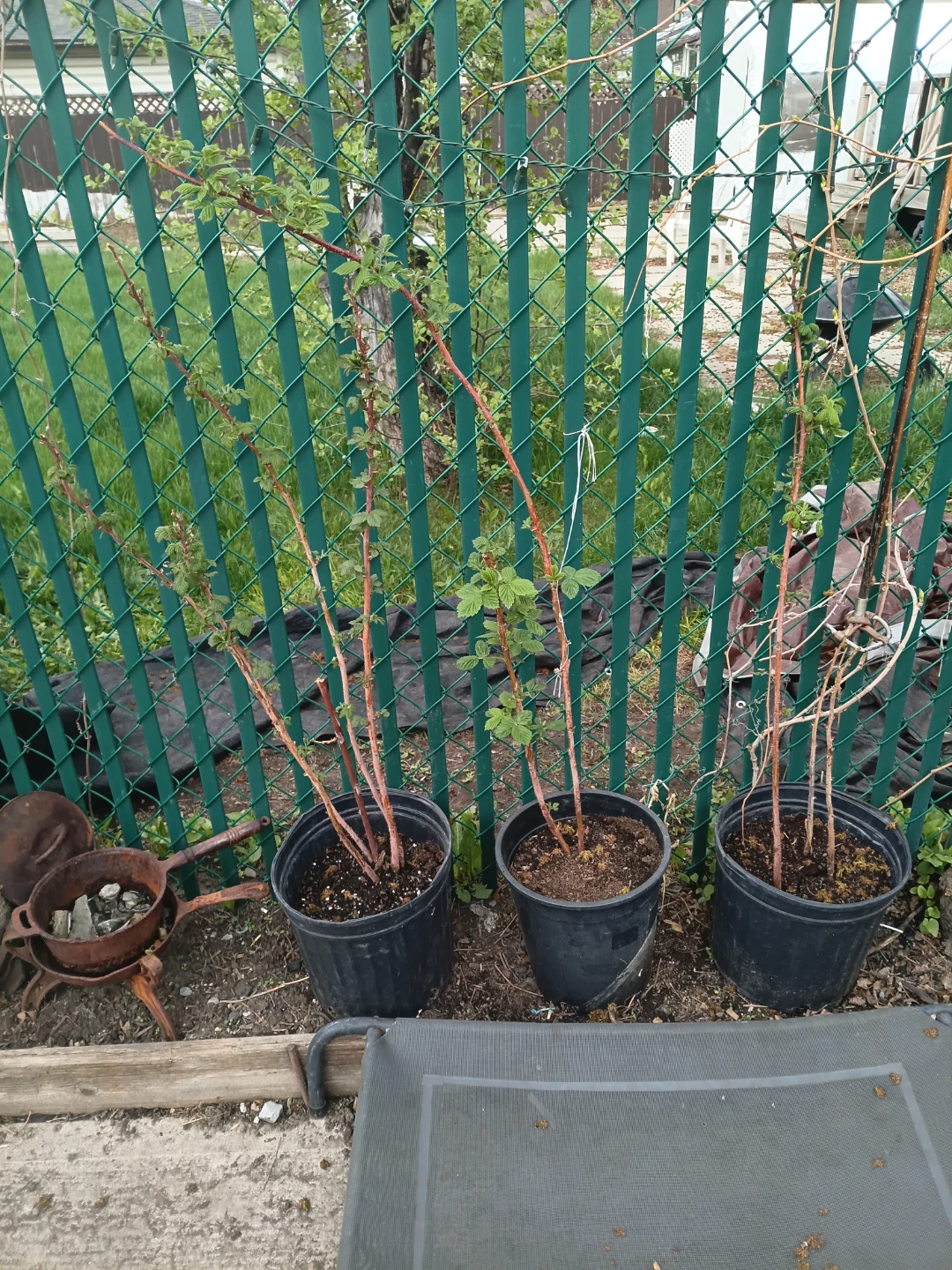 Raspberry plants in pots