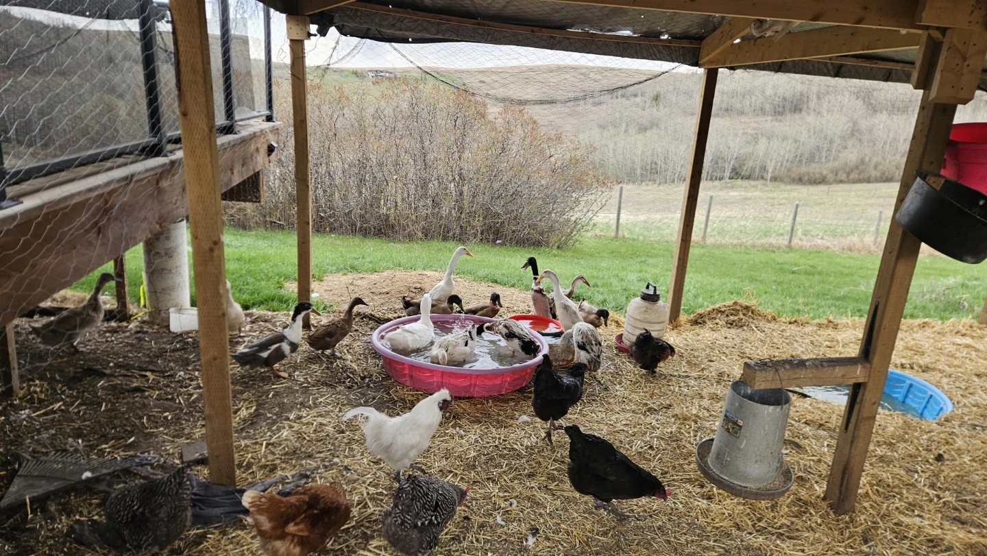 Fresh Duck Eggs - photo 3