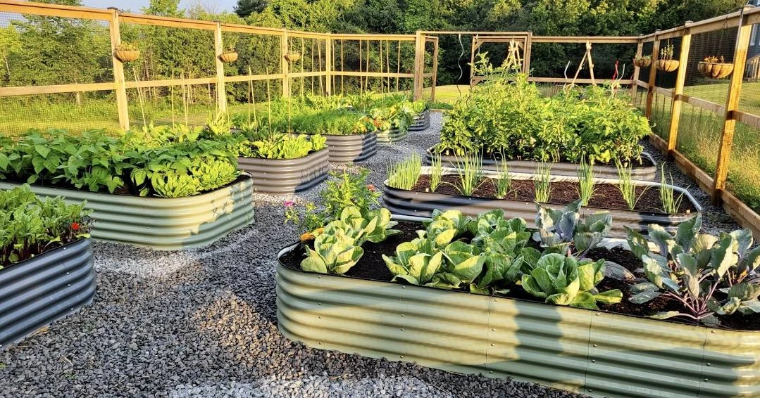 Metal Raised Garden Beds PACKS OF 2 - 4