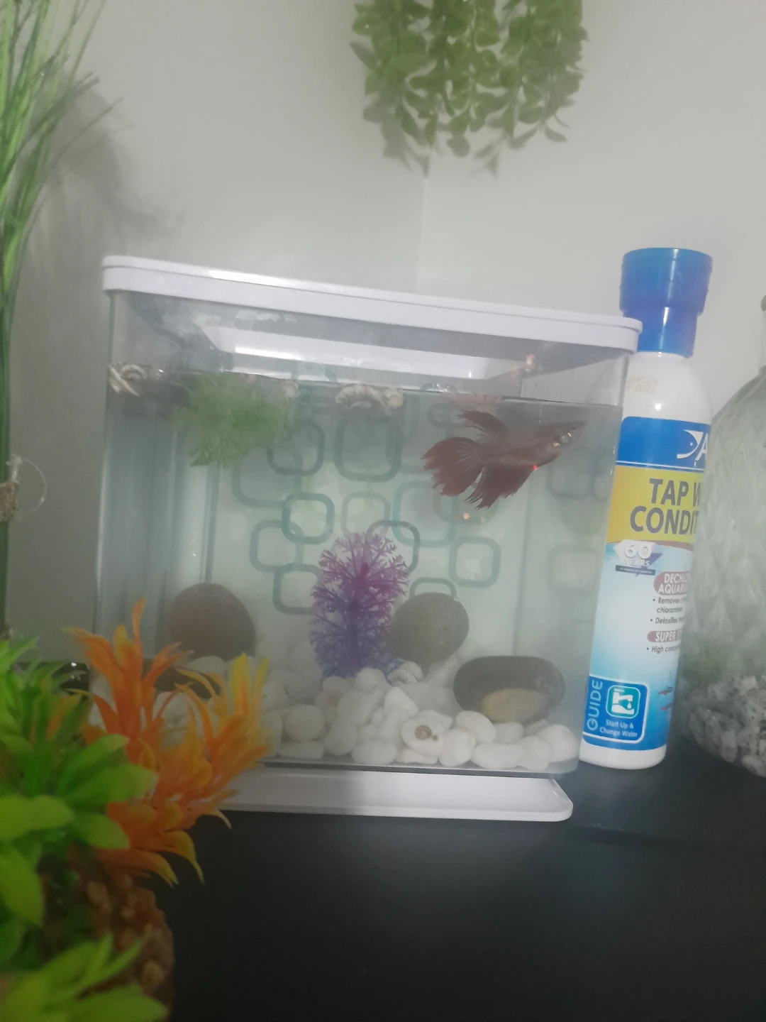 Betta Fish with Tank with Accessories