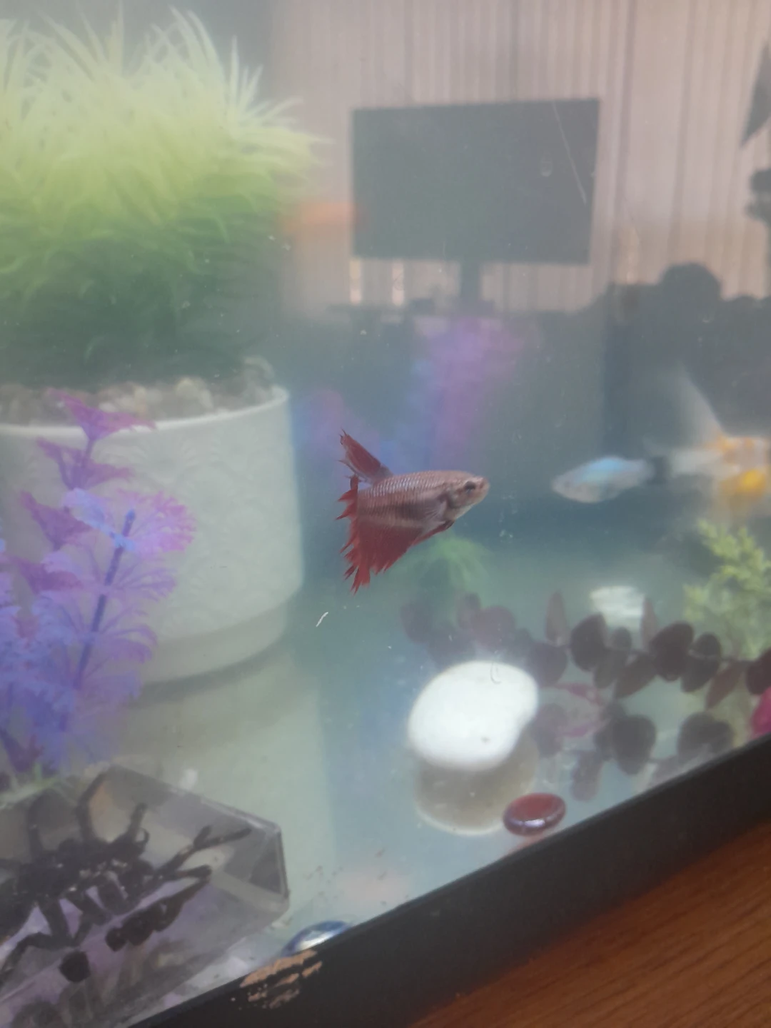 Betta Fish with Tank with Accessories - photo 5