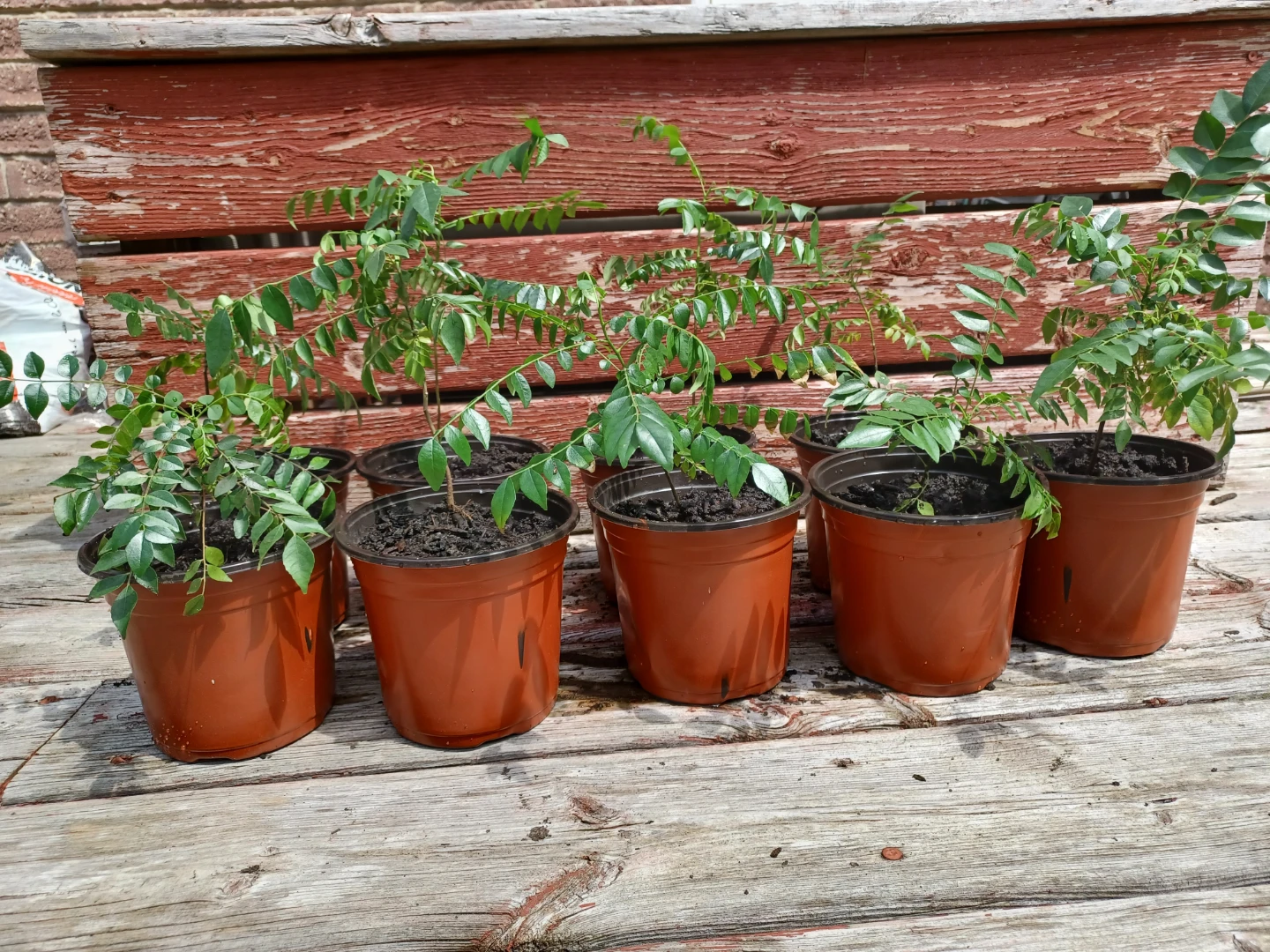 Curry Leaf Plants for sale