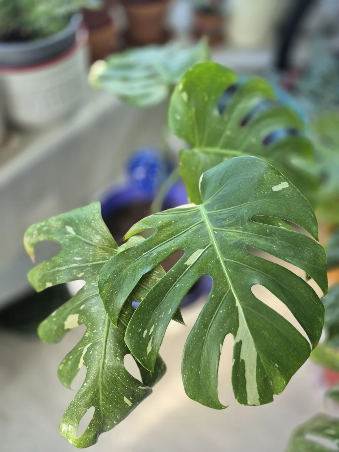 Monstera Albo Borsigiana Plant