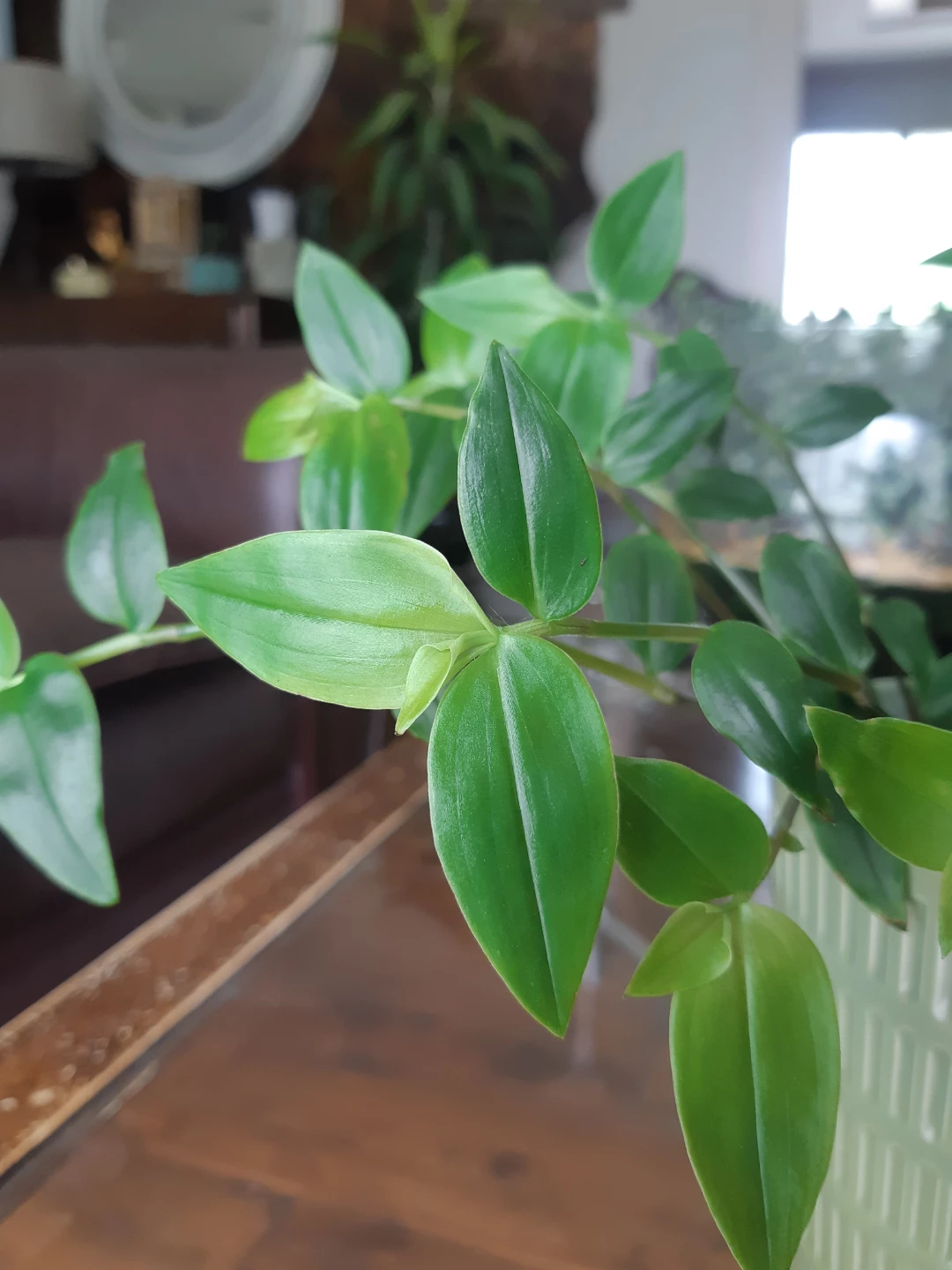 Lush Tradescantia fluminensis plant and ceramic planter - photo 3