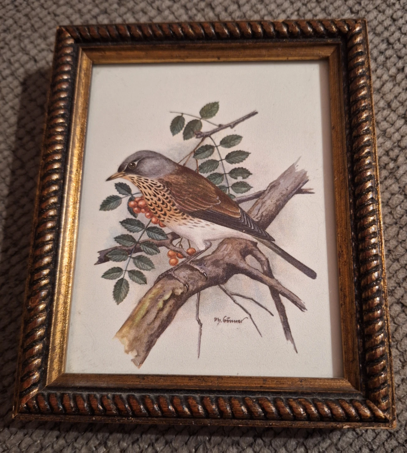 Framed Bird Art Print by P. Sgouros