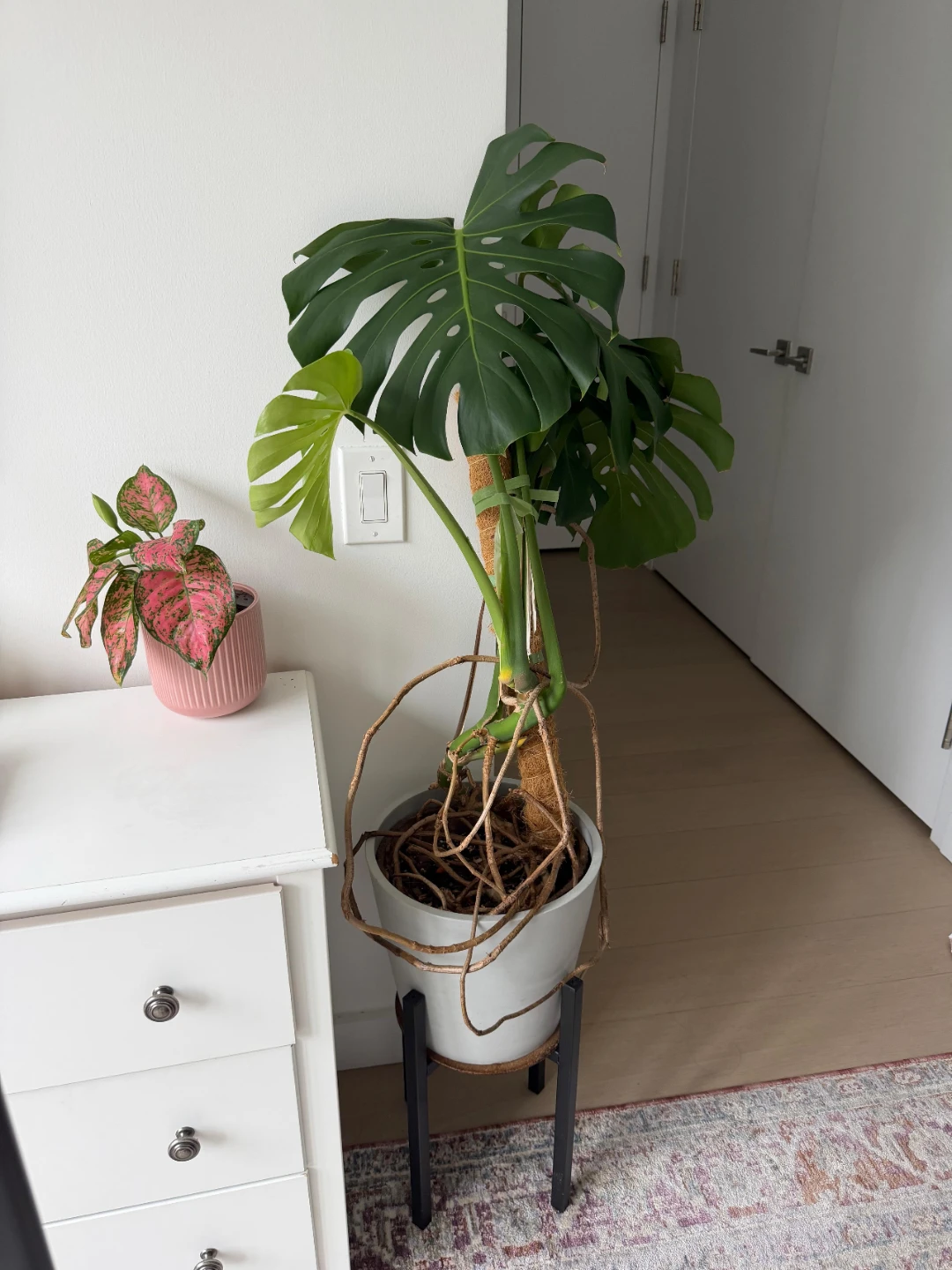 Monstera Deliciosa Plant