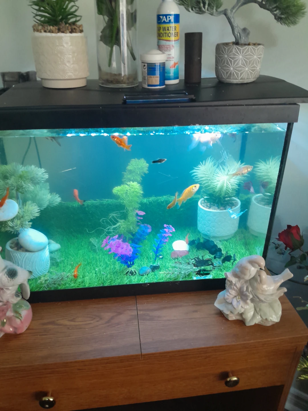 Fish Tank Setup with Assorted Fish - photo 3
