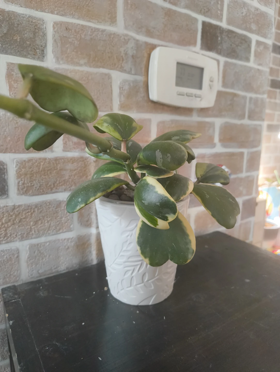 🌱 Rare plant cuttings (not rooted) - photo 4