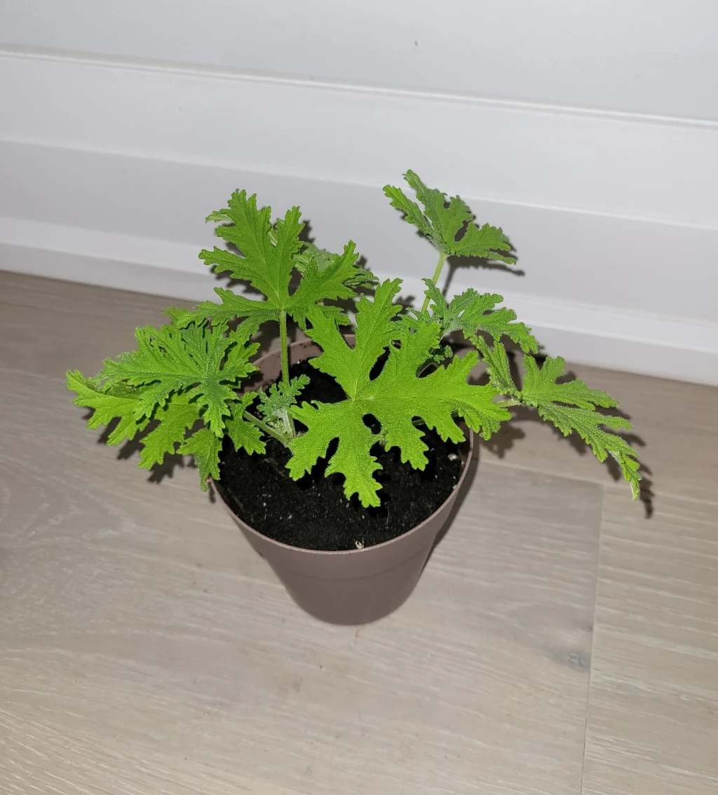 Scented Geranium