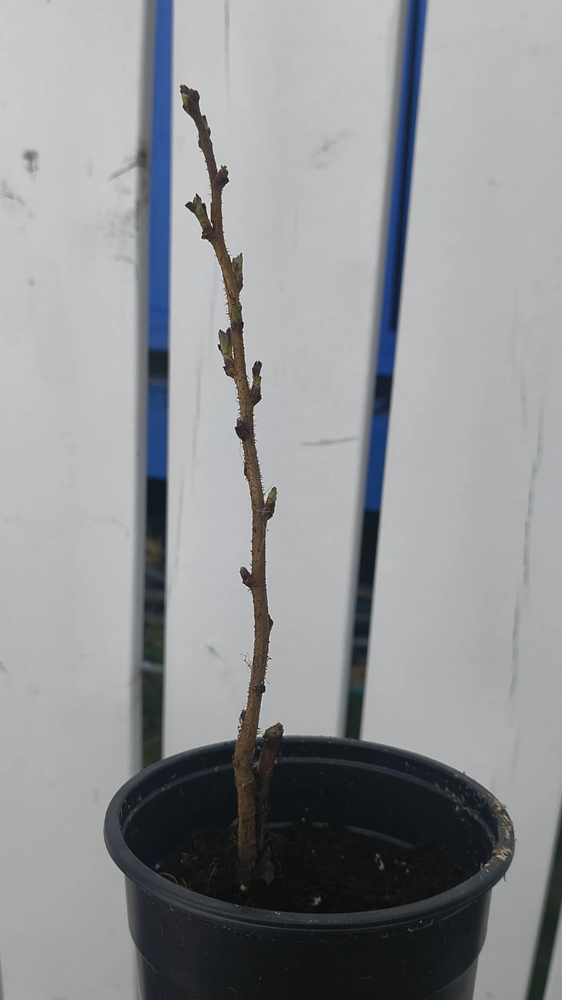 Raspberry Starters - Need To Plant ASAP