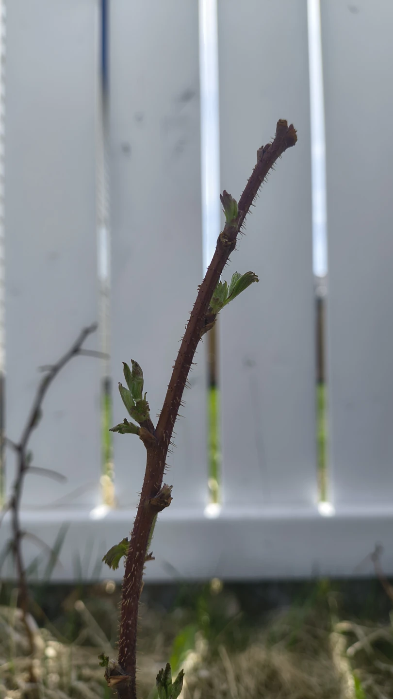 Raspberry Starters - Need To Plant ASAP - photo 2