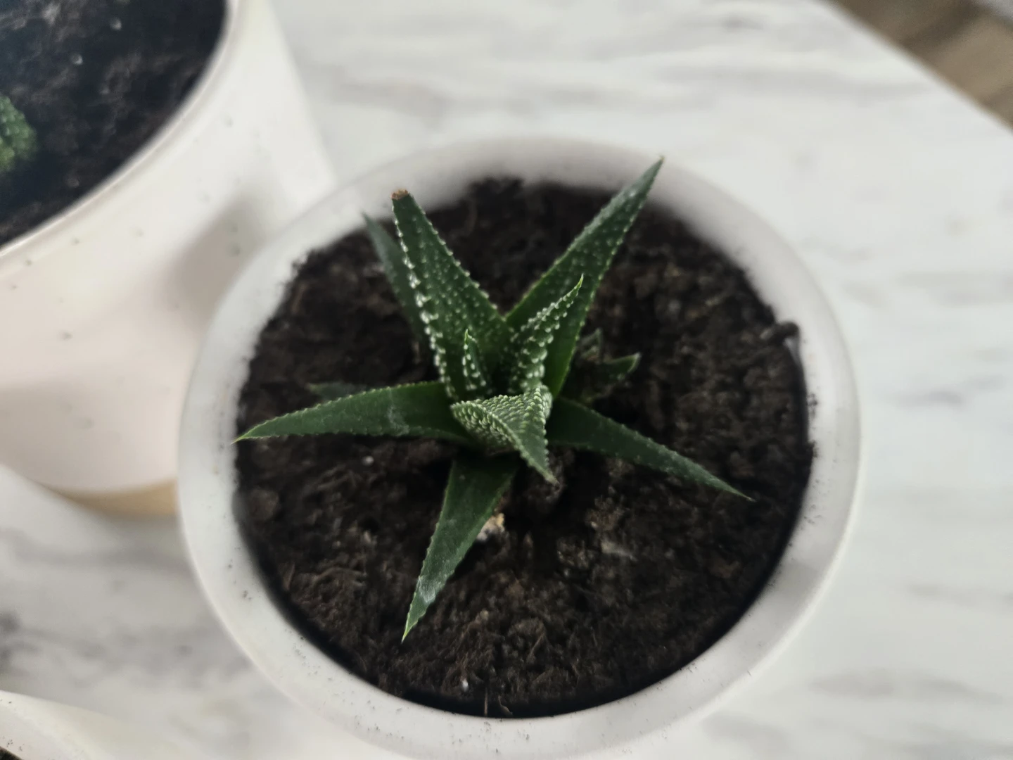 Baby Zebra plants for sale! - photo 2