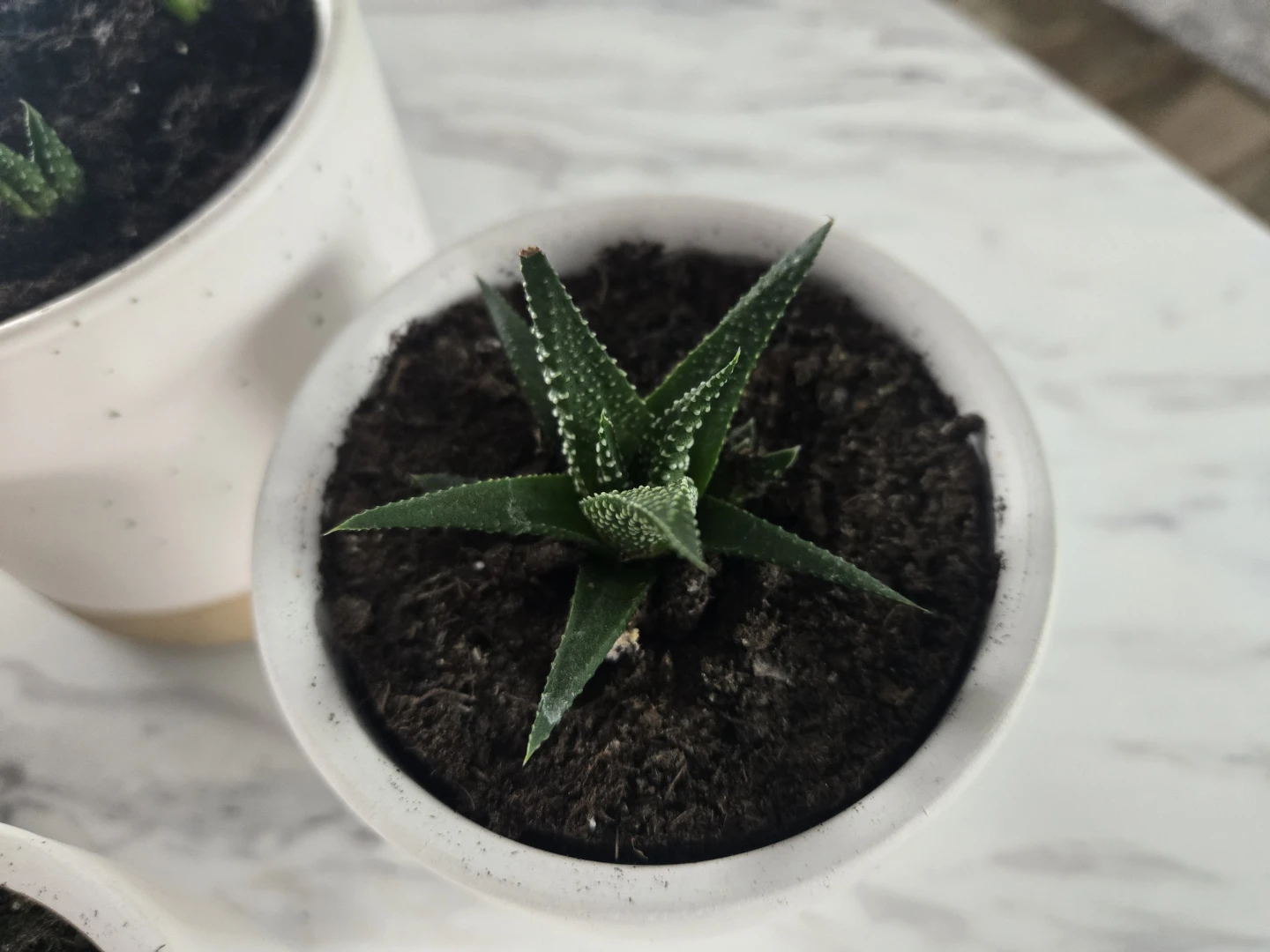Baby Zebra plants for sale! - photo 3