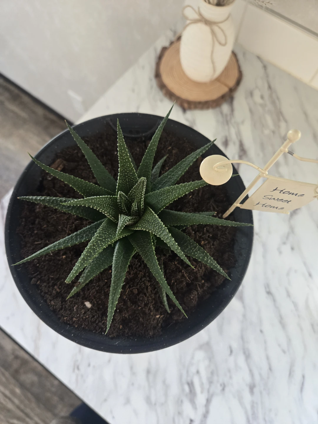 Baby Zebra plants for sale! - photo 4