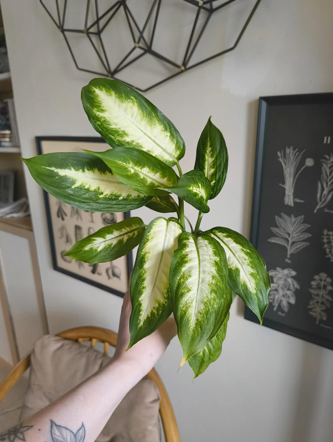 Dumb cane plant cuttings in water