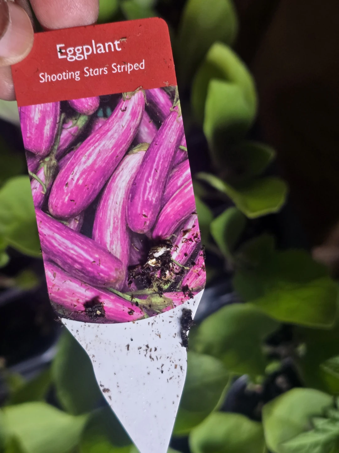 Tomato, Eggplant, Pepper, and Plum Tomato Plant Tags - photo 5