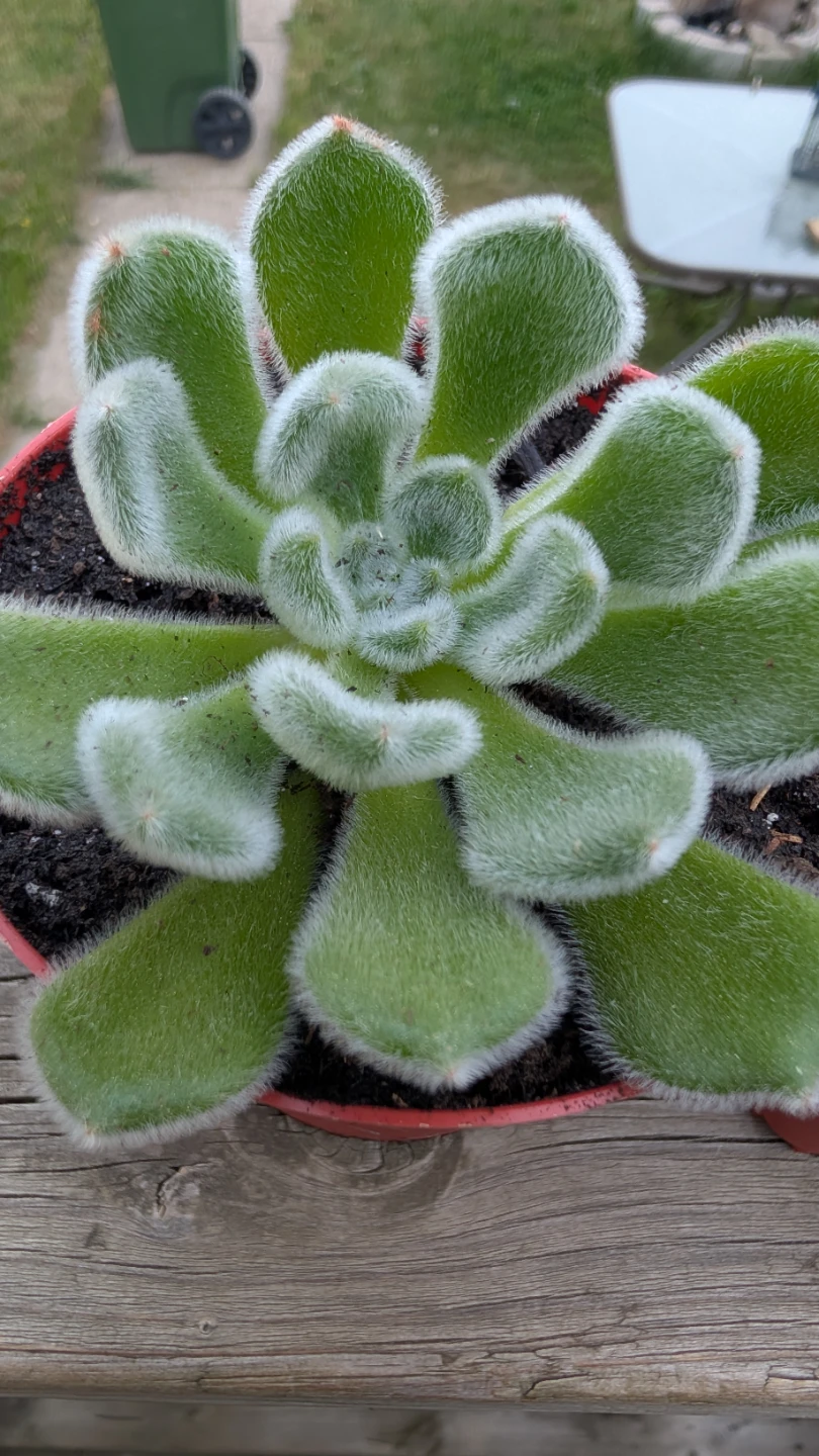Echeveria 'Doris Taylor' succulents for sale.