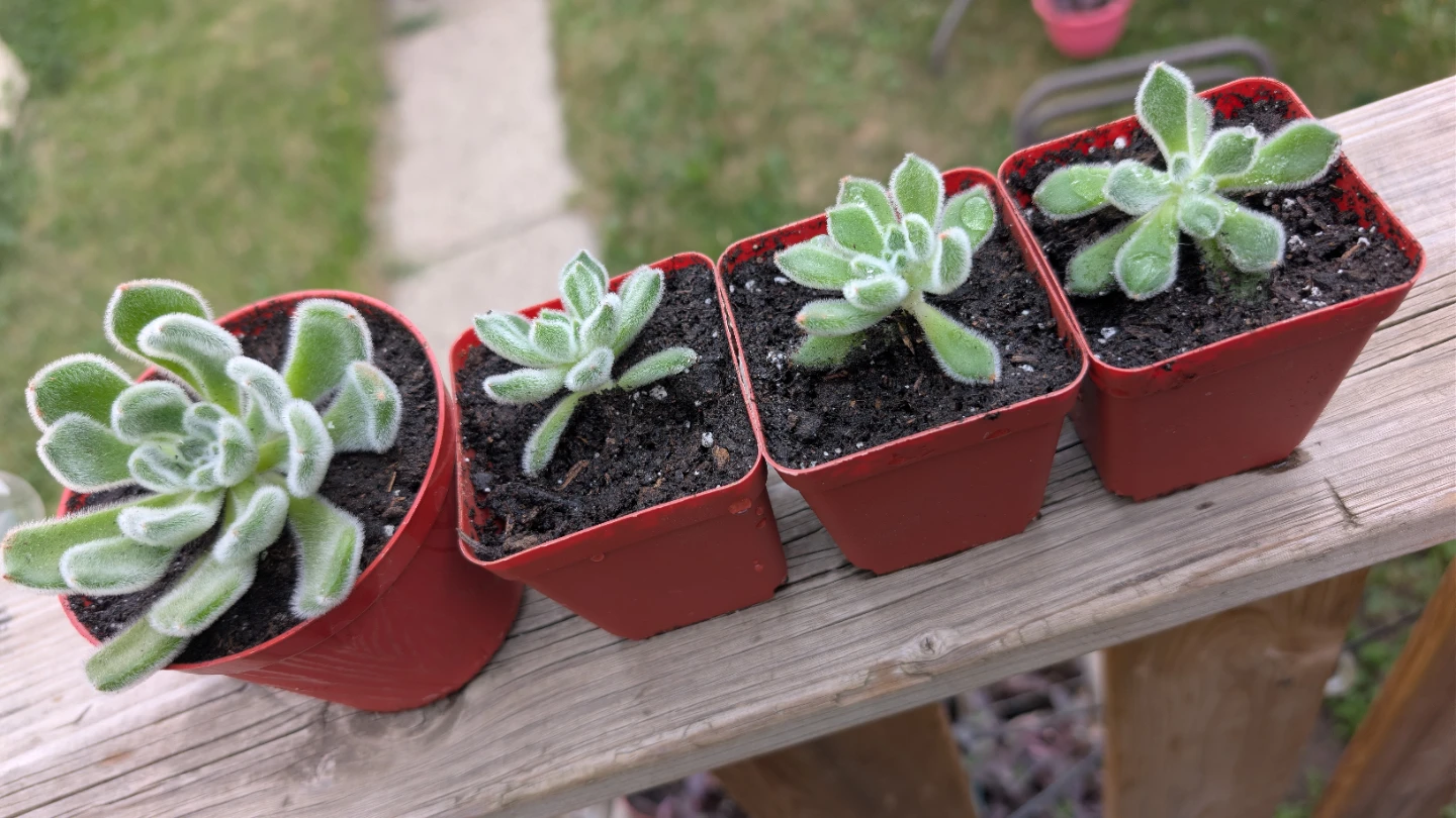 Echeveria 'Doris Taylor' succulents for sale. - photo 2
