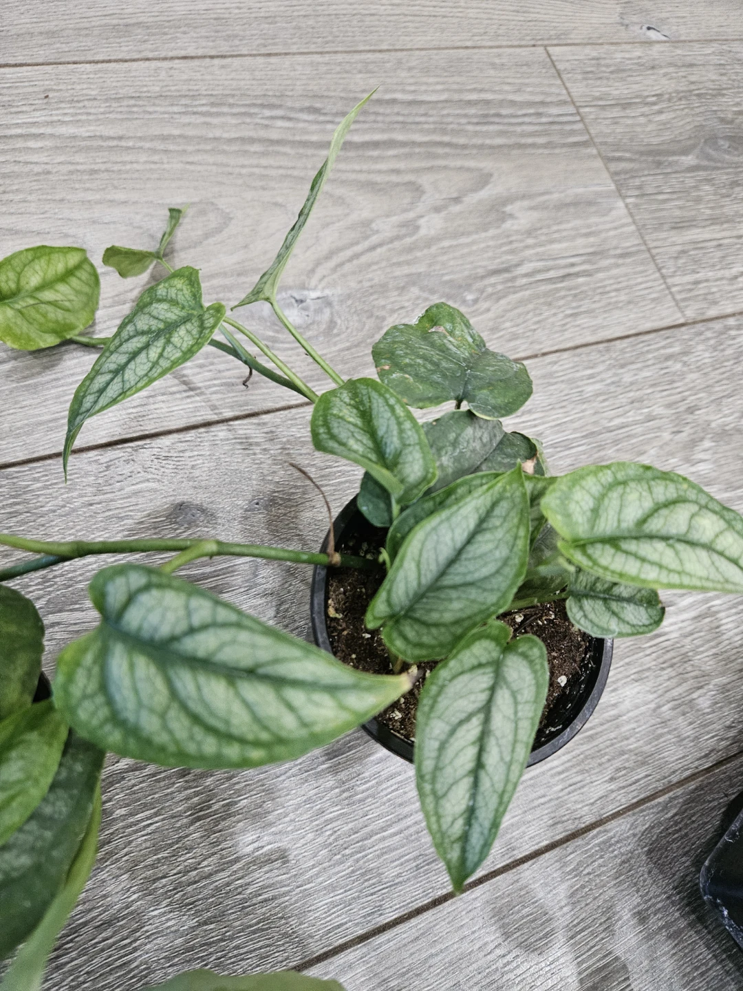 Monstera Siltepecana  cutting  in 4"pot - photo 3