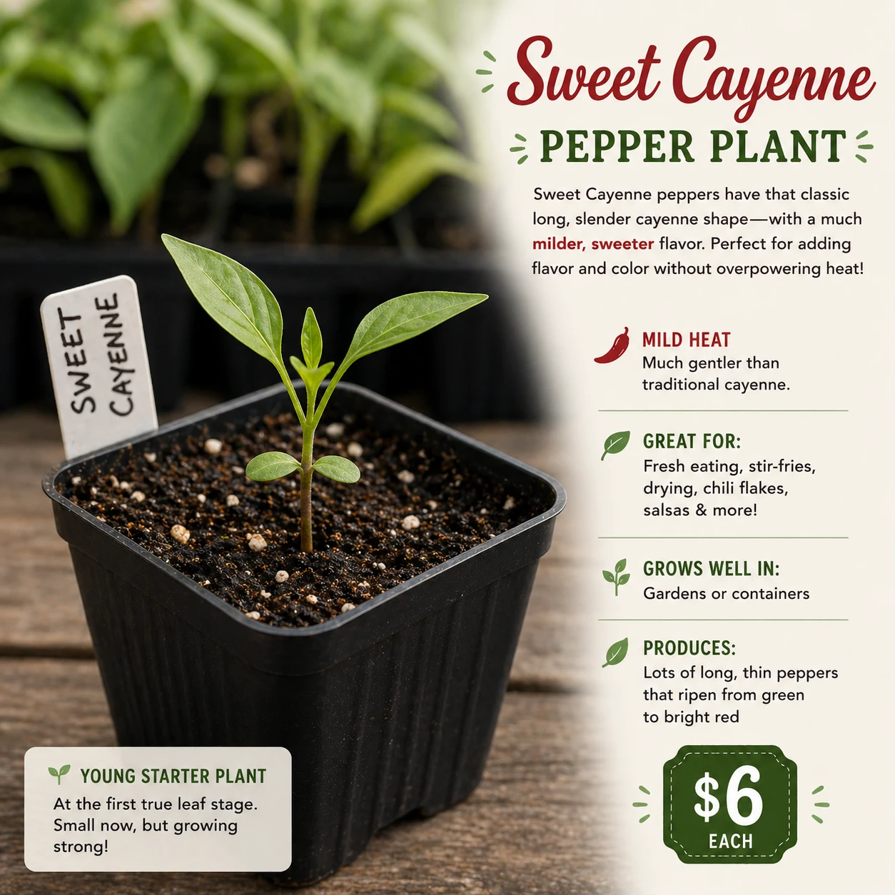 Sweet Cayenne Pepper Plant Starter