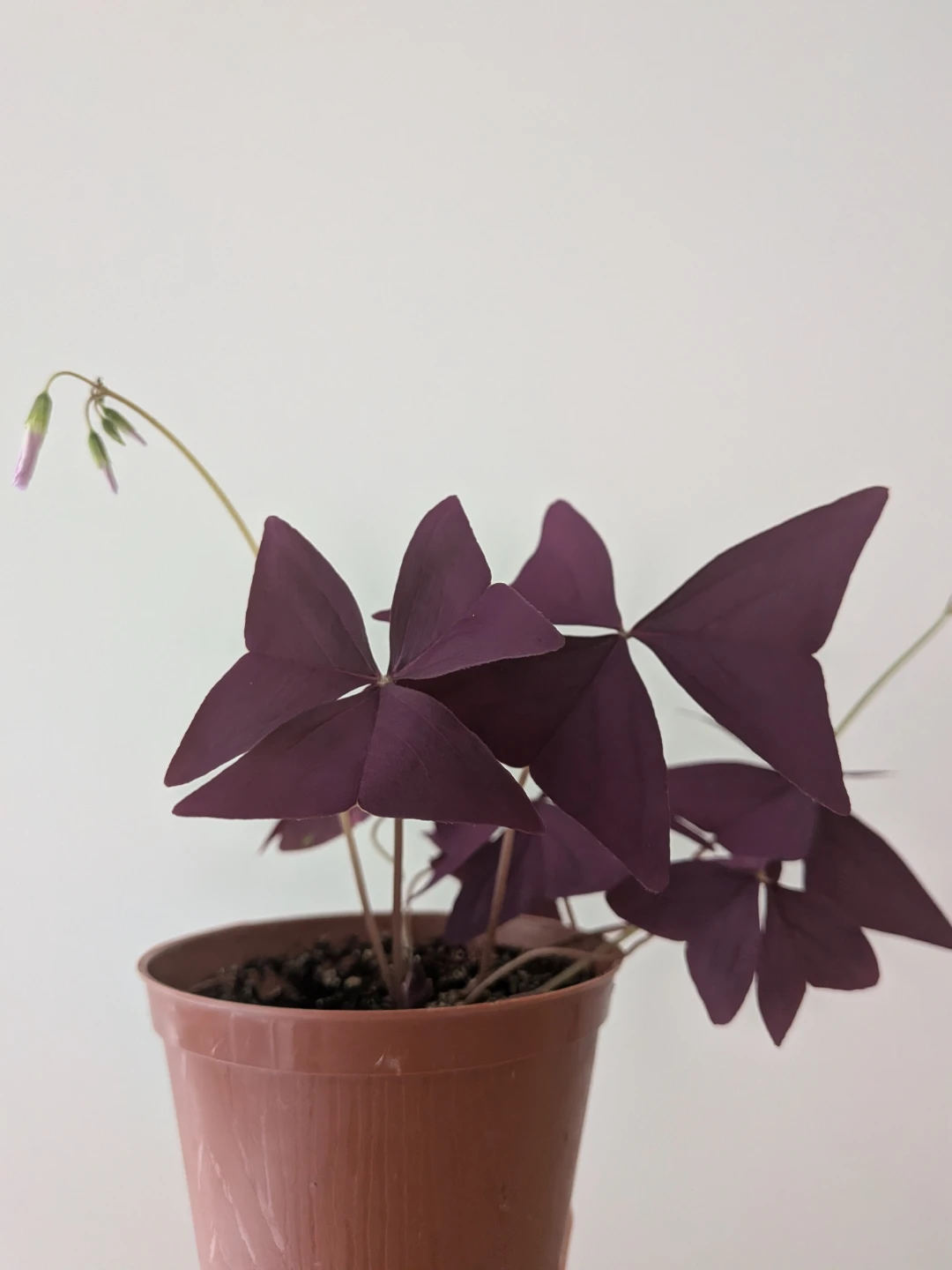Purple Shamrock Plant