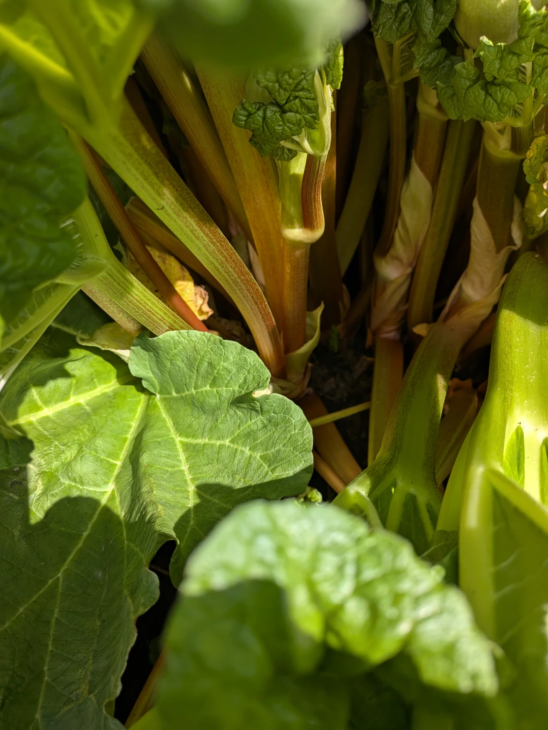 Fresh Rhubarb Stalks