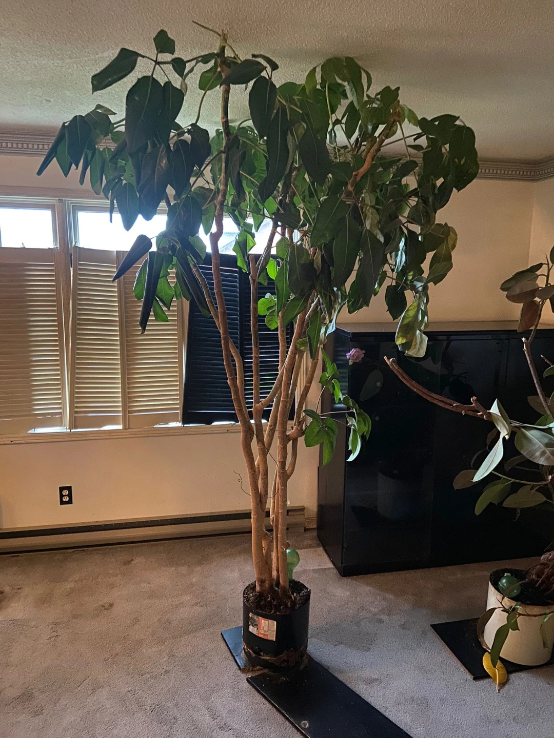 Large Schefflera Plant