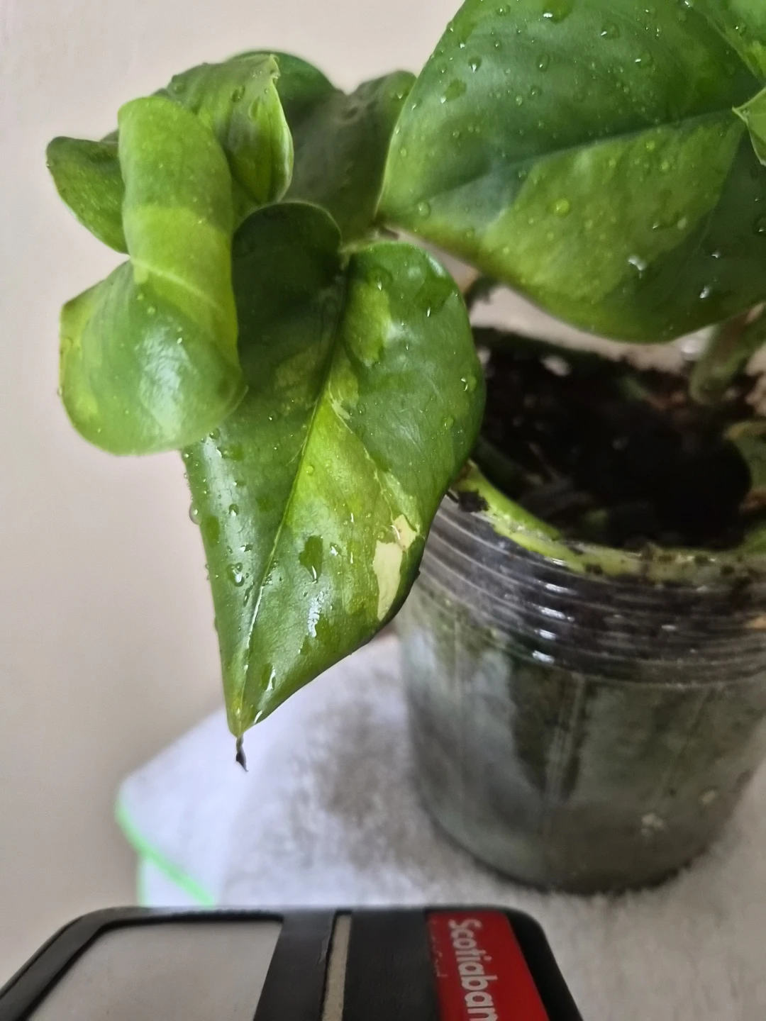 Variegated Pothos