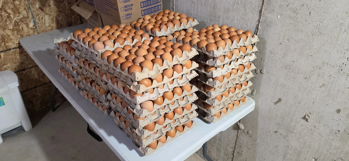 Fresh Brown Eggs - Large
