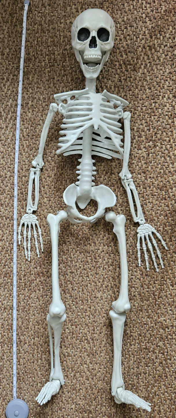Toy Human Skeleton Model