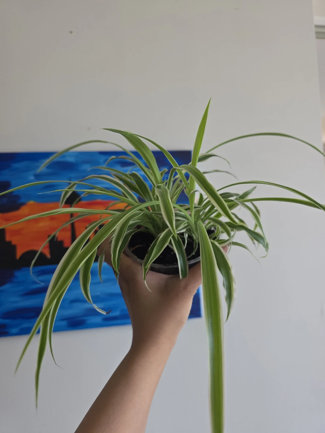 Spider Plant in a clear pot