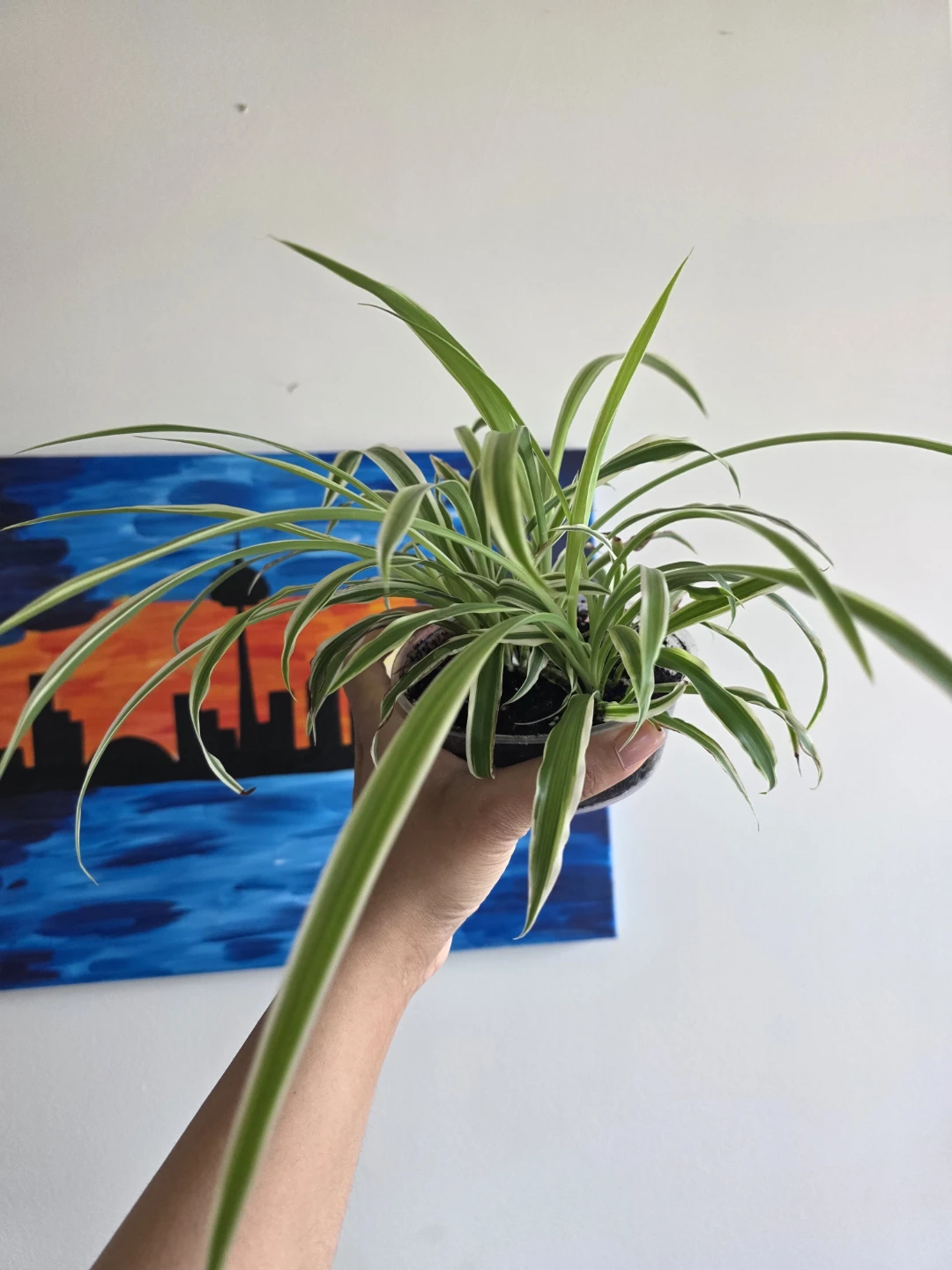 Spider Plant in a clear pot - photo 2