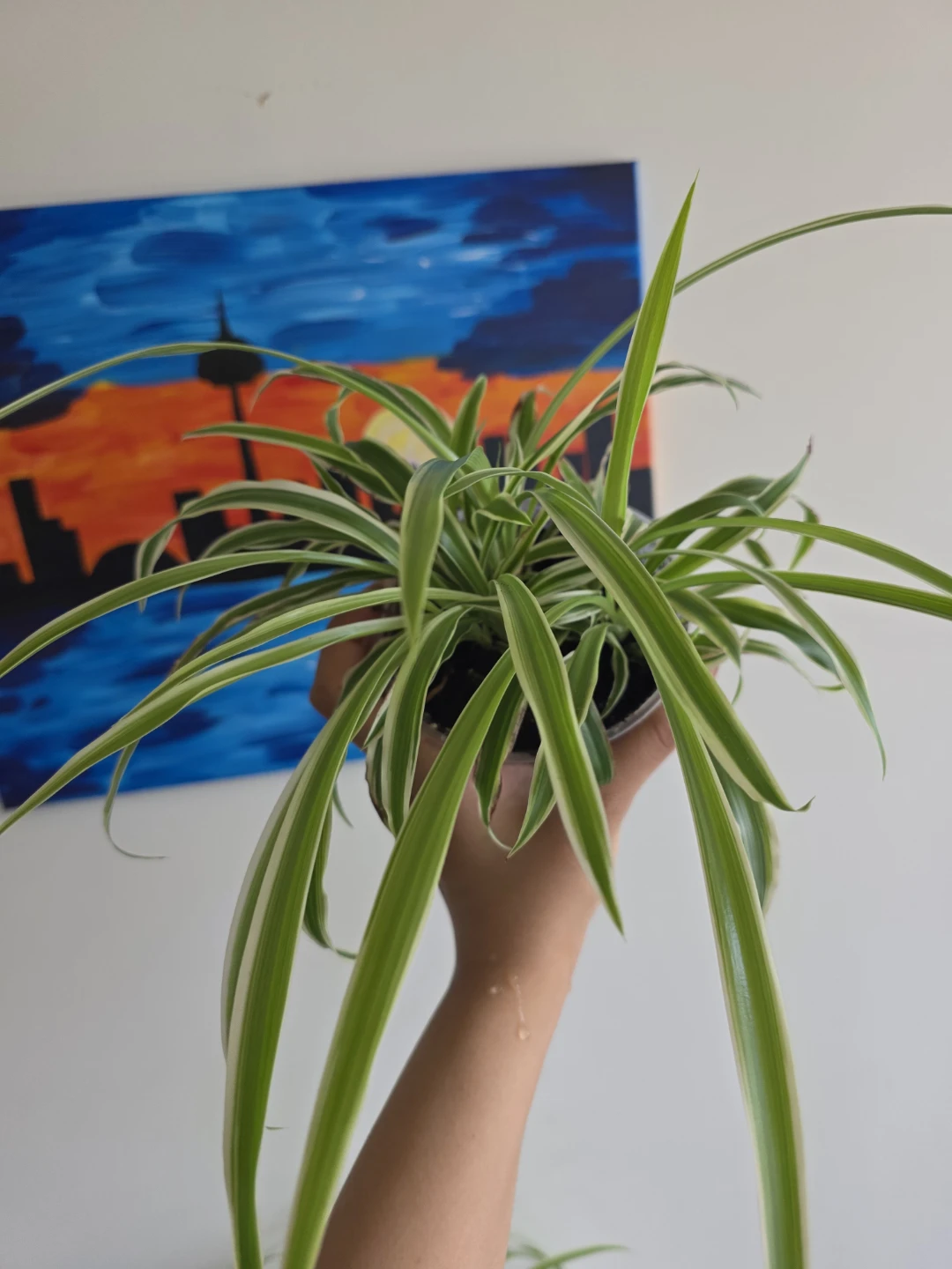 Spider Plant in a clear pot - photo 3