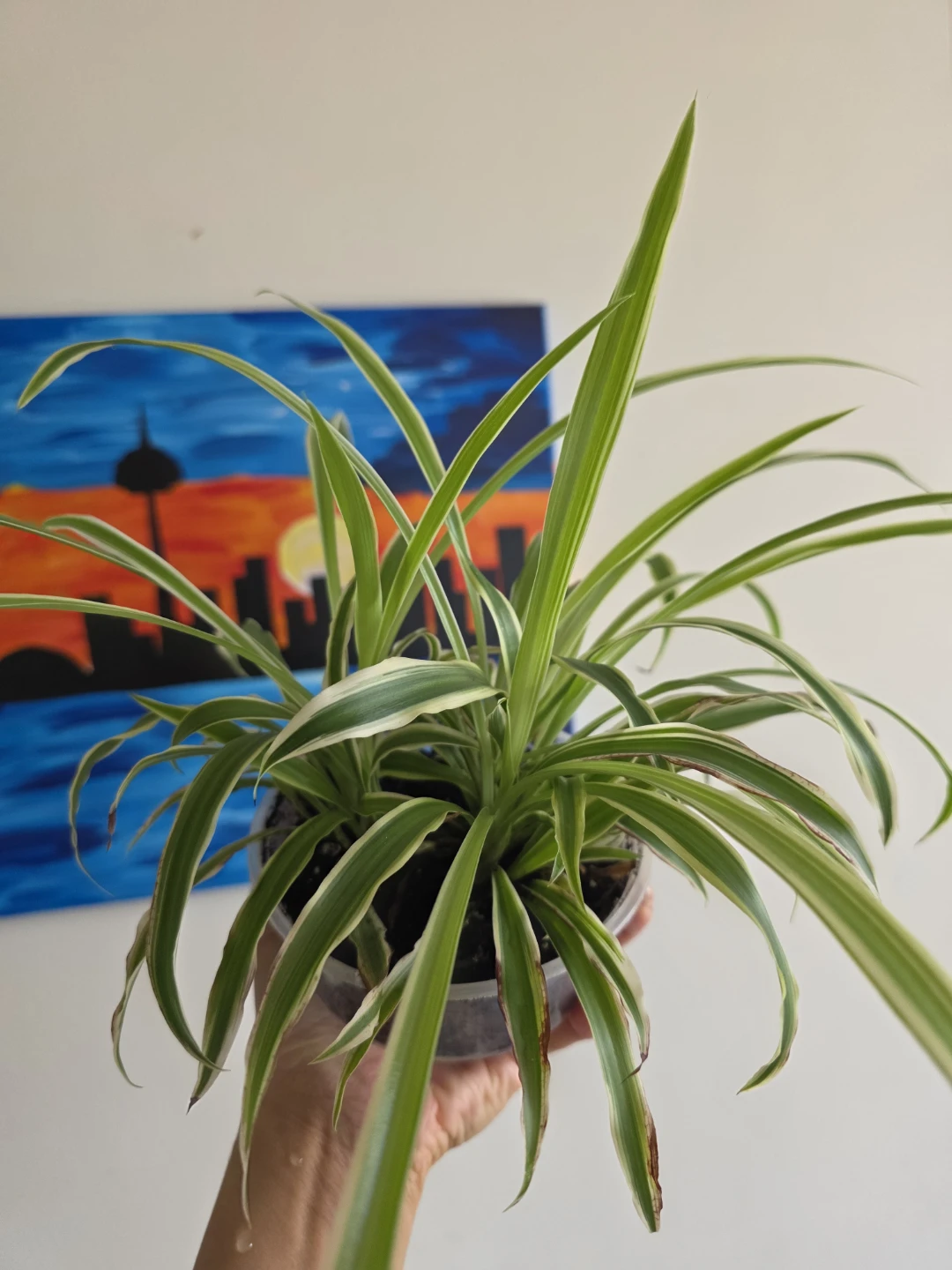 Spider Plant in a clear pot - photo 4
