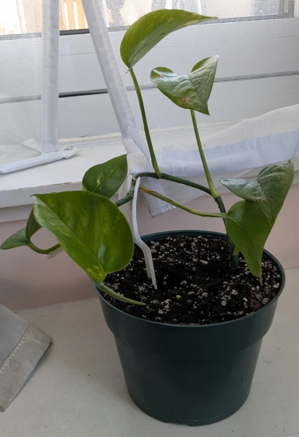 Pothos Plant in Pot - photo 3
