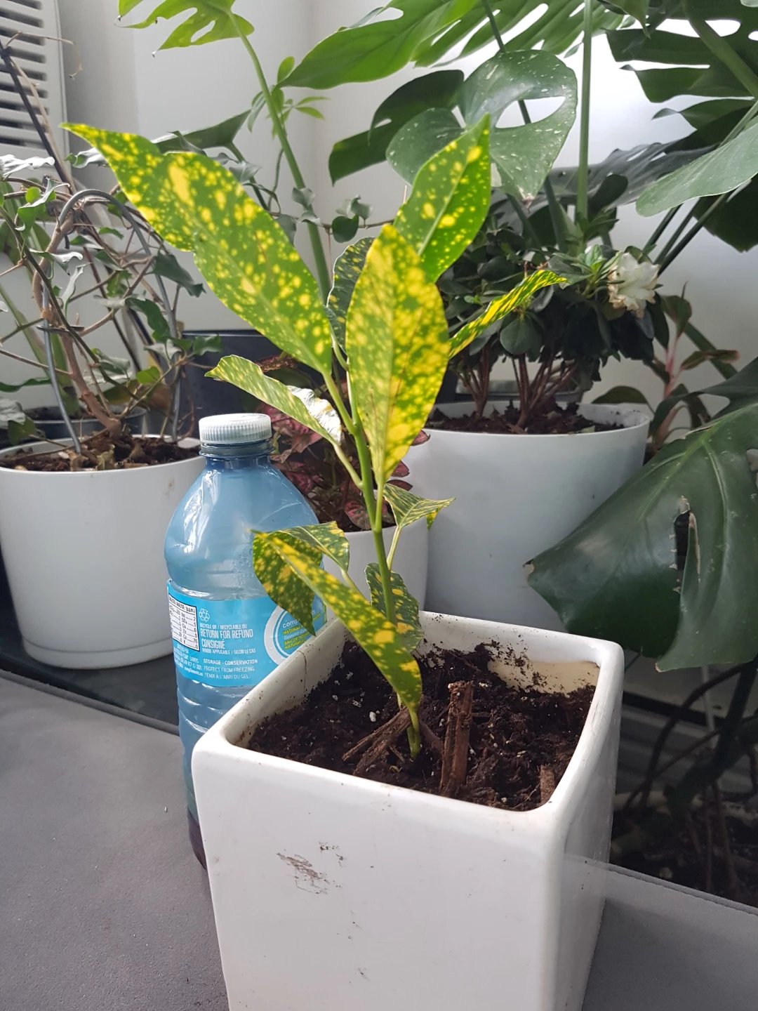 Variegated Croton Plant - photo 2