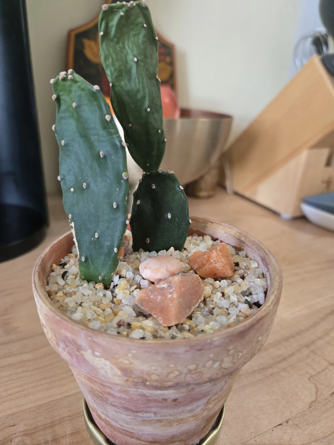 Opuntia Cactus in Terracotta Pot