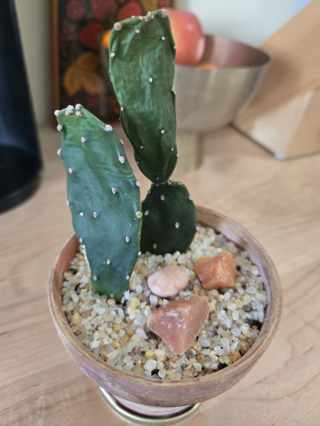 Opuntia Cactus in Terracotta Pot - photo 2