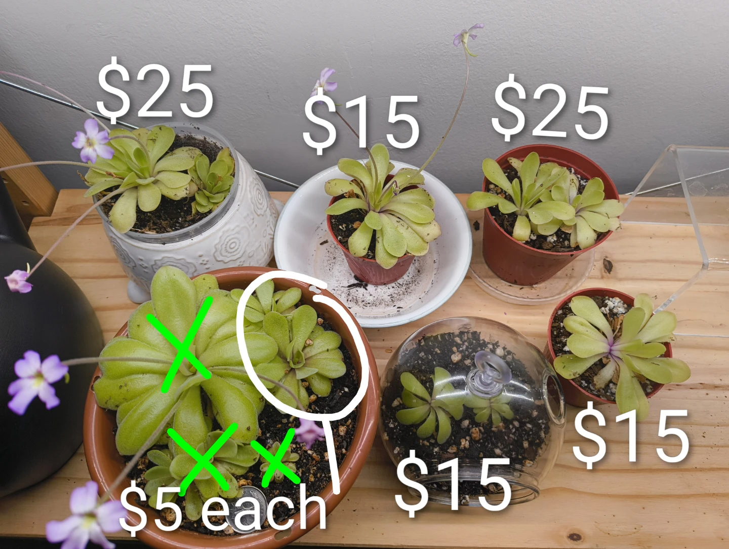 🌱 Pinguicula agnata plants 🌸 - photo 2