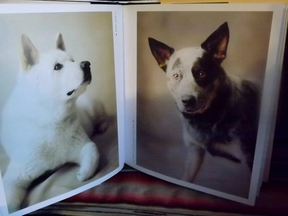 101 Salivations: For the Love of Dogs by Rachael Hale - photo 2