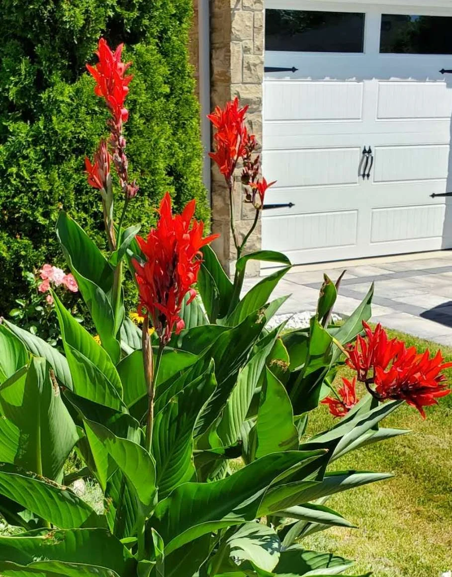 Canna lily roots