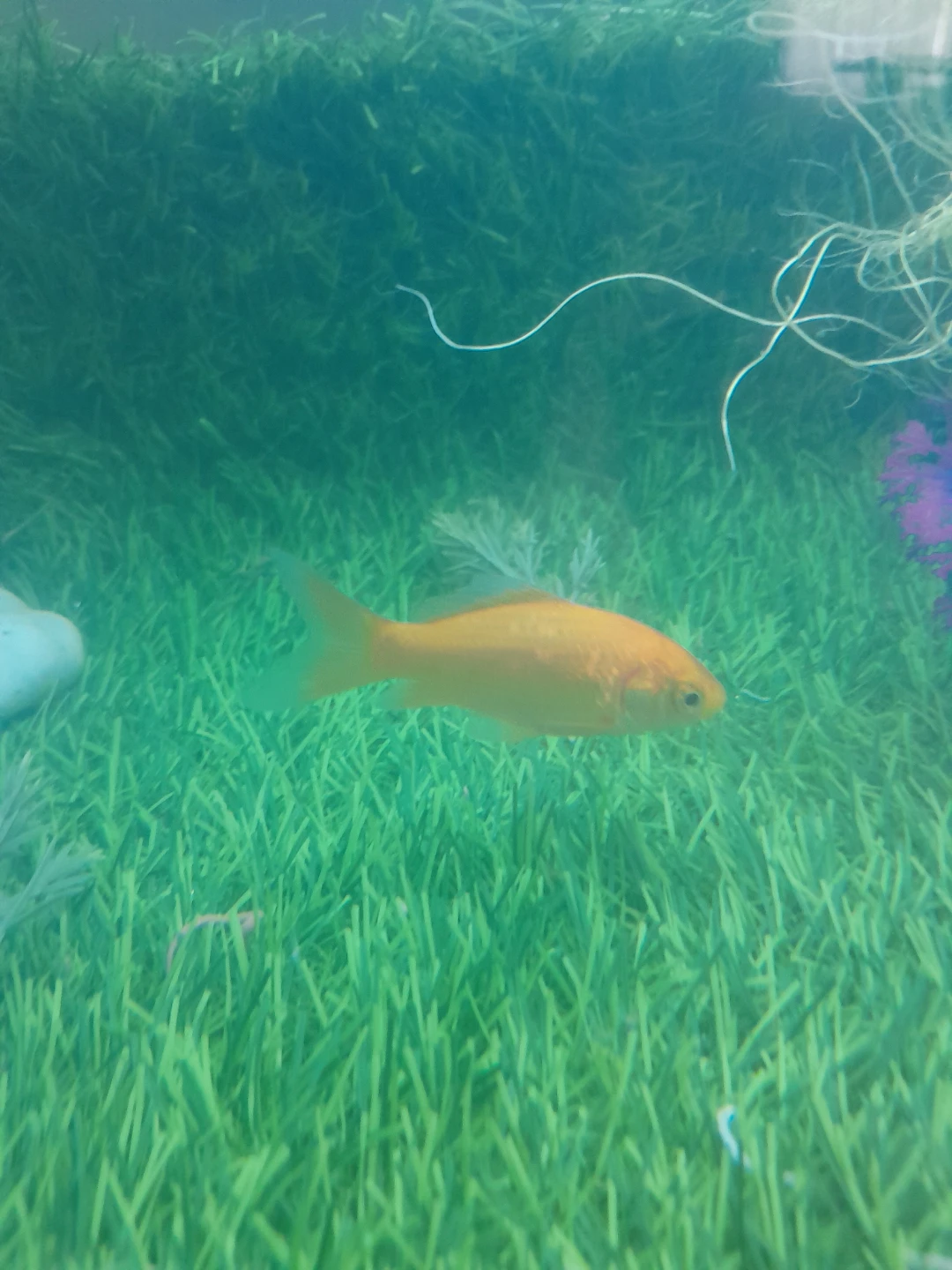 Male Goldfish