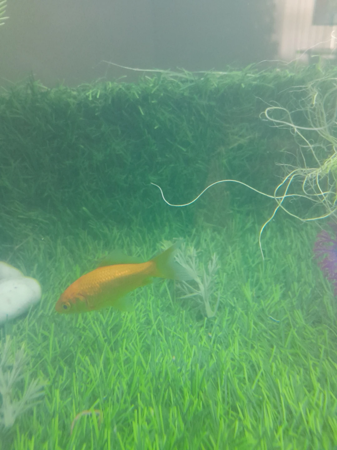 Male Goldfish - photo 2